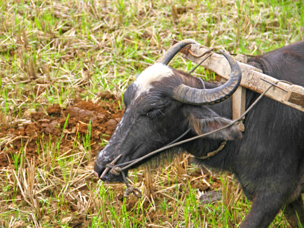 Water buffalo in West Sumatra