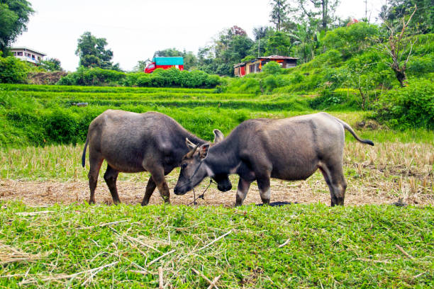 Bukittinggi, West Sumatra, Indonesia - June 26, 2010. Two domestic water buffalo in a filed in West Sumatra.