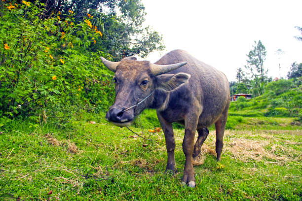 istock Water buffalo in West Sumatra 1196582363