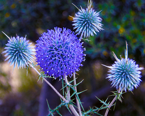 Globe thistle blooming close -up view
