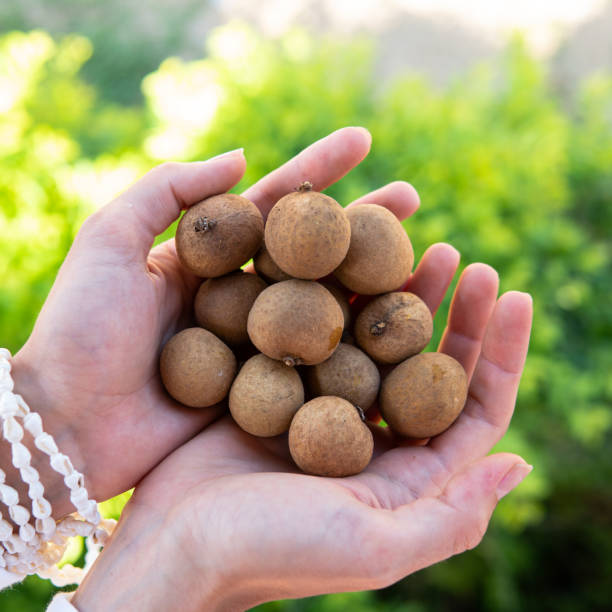 istock tropical thai fruit longan, lam-yai (dragon's eye). 1196582616