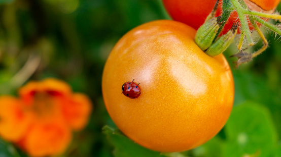 Extreme close up of a red lady bug beetle on a ripening tomato, hanging on the vine, in a vegetable garden, depicting organic gardening or farming, and homegrown fresh produce with desired garden bugs