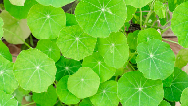 Close-up of edible, bright green nasturtium leaves, round and showing white veins. In a homegrown backyard organic garden. Plant also grows edible flowers, and is eaten like herbs. Lush round leaves. Close-up of edible, bright green nasturtium leaves, round and showing white veins. In a homegrown backyard organic garden. Plant also grows edible flowers, and is eaten like herbs. Lush round leaves. tropaeolum majus garden nasturtium indian cress or monks cress stock pictures, royalty-free photos & images