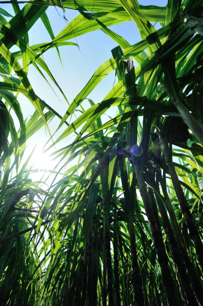 istock Sugarcane plants growing at field 1196587215