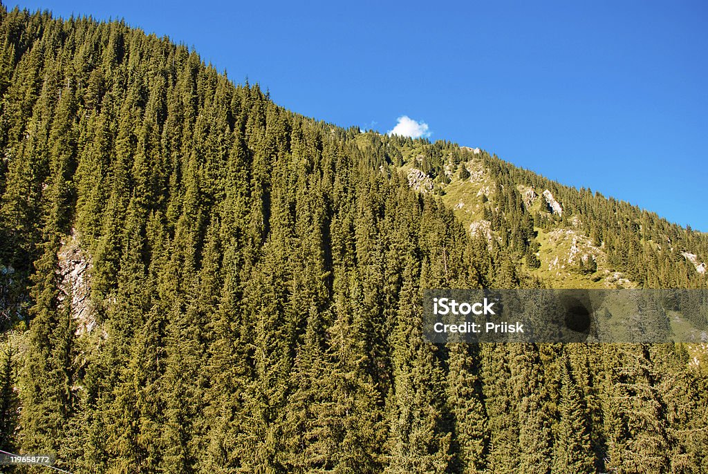 Conifer the mountains and forests  Aerial View Stock Photo