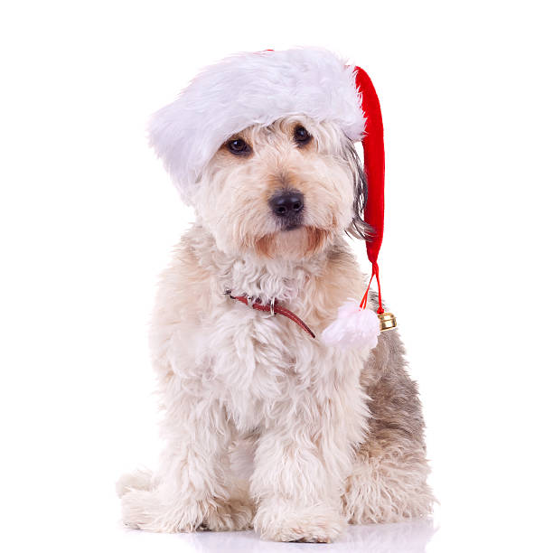istock bearded collie with santa hat 119658798