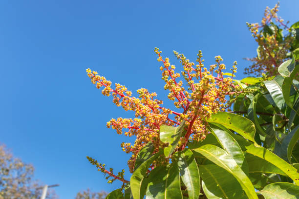 Mango Flowers on the bud of tree. There is blooming in summer of Thailand and become fruit later. Mango is a very delicious tropical fruit