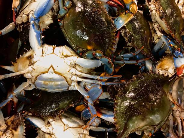 istock Pile of crabs 1196590481