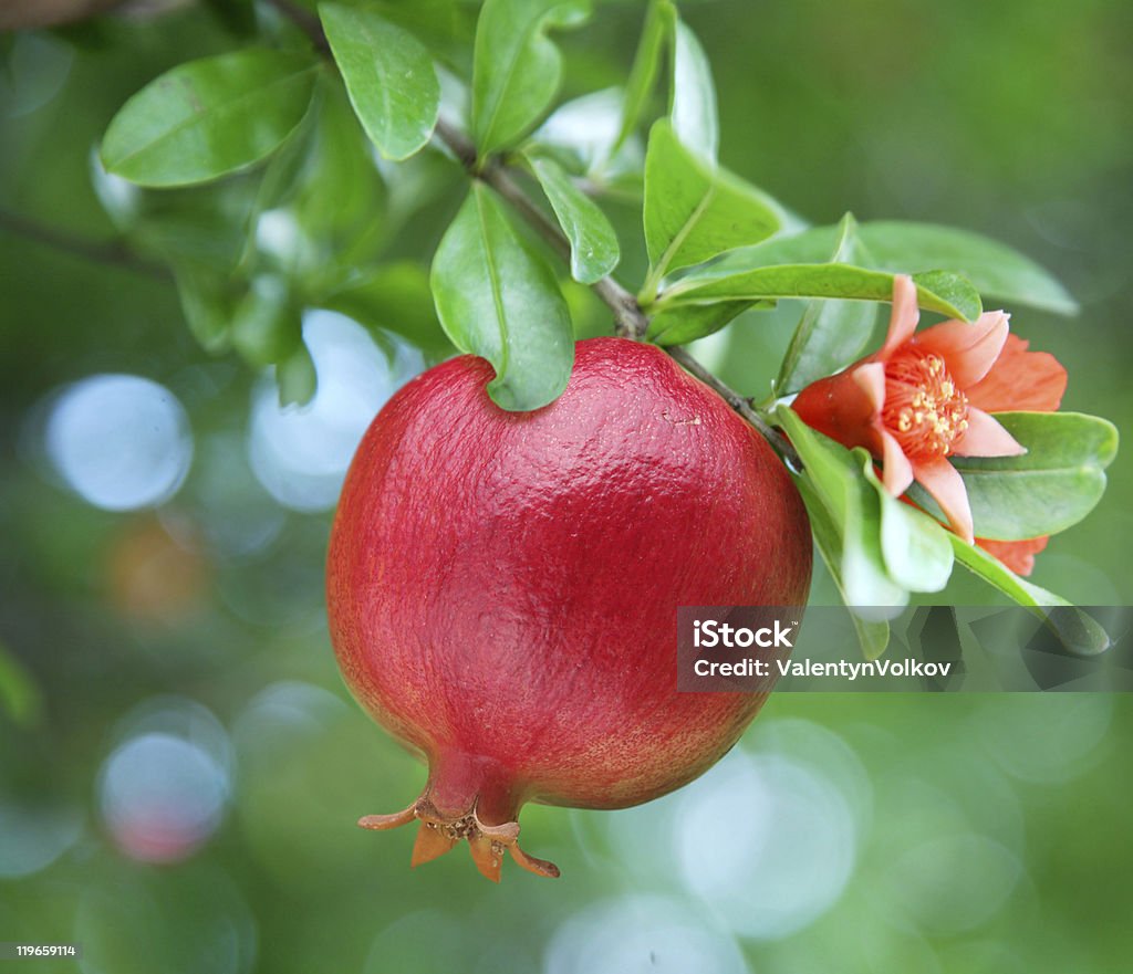 Maturo melograno sul ramo. - Foto stock royalty-free di Melograno