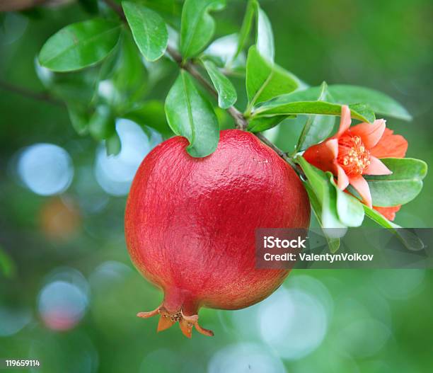 Tomates Romã No Ramo - Fotografias de stock e mais imagens de Romãzeira - Romãzeira, Antioxidante, Ao Ar Livre