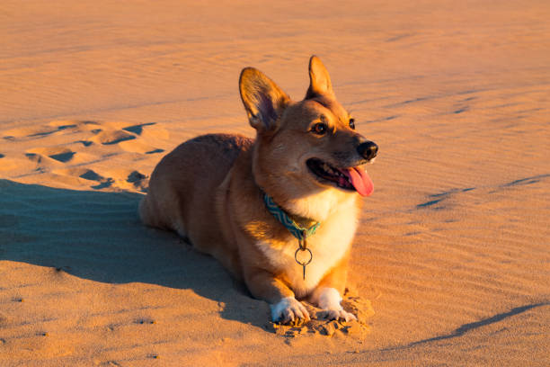 Corgi Lying on Sand Dune at Sunset