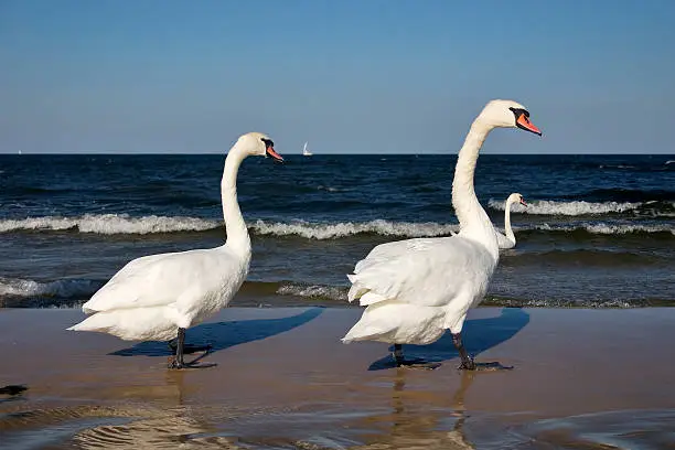 swans at the Baltic Coast