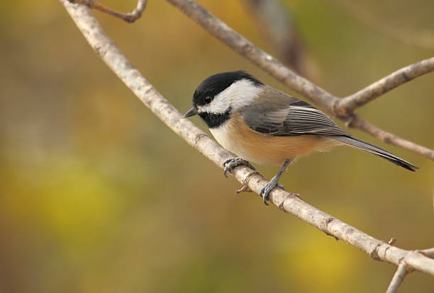 istock Black-capped Chickadee, Poecile atricapilla 119659490