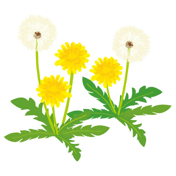 ilustracja wektorowa mniszka lekarskiego - dandelion flower yellow vector stock illustrations