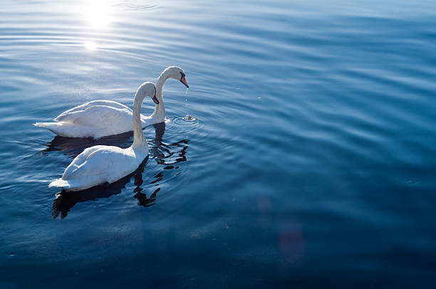 istock Swans swimming on the lake 119659725