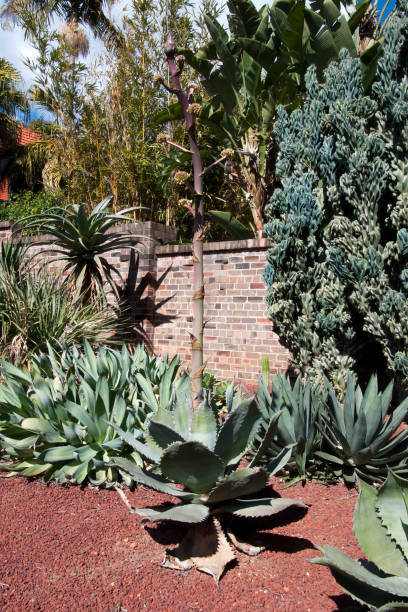 istock Large unidentified agave plant with flower spike emerging 1196598216