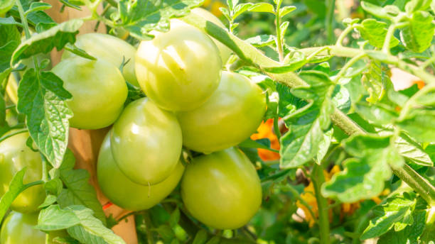 農業、農業、有機農産物、生鮮食品、イタリア料理を描いた家庭菜園で、ブドウにぶら下がっている未熟な緑のトマトの大きなクラスター群の束をクローズアップ。緑豊かな紅葉。 - environment homegrown produce canada north america ストックフォトと画像