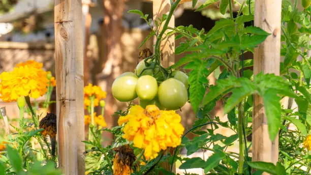 Photo of Unripe cluster of green plum roma tomatoes growing in a permaculture style garden bed, with companion planting of marigold and calendula flowers, to attract pollinators and detract garden pests.