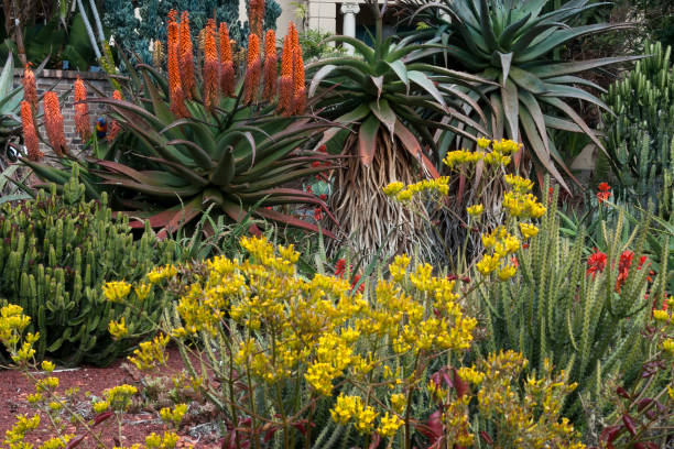 istock Succulent garden in winter bloom 1196598301