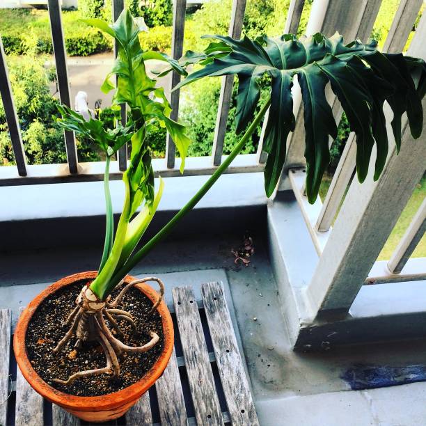 istock Potted Philodendron selloum at balcony. 1196599166
