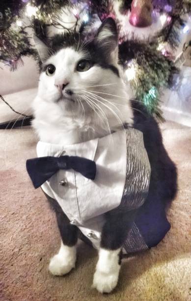 Fancy Cat A cat wearing a tuxedo underneath the Christmas tree dinner jacket stock pictures, royalty-free photos & images
