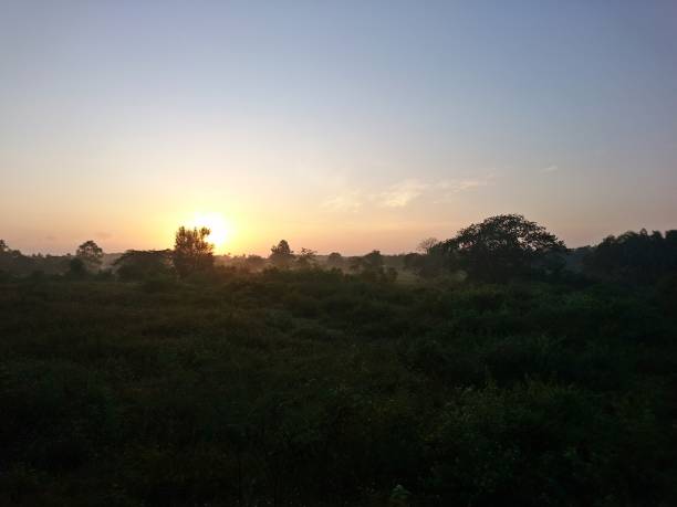 istock Forest with sunrise in the morning 1196599423