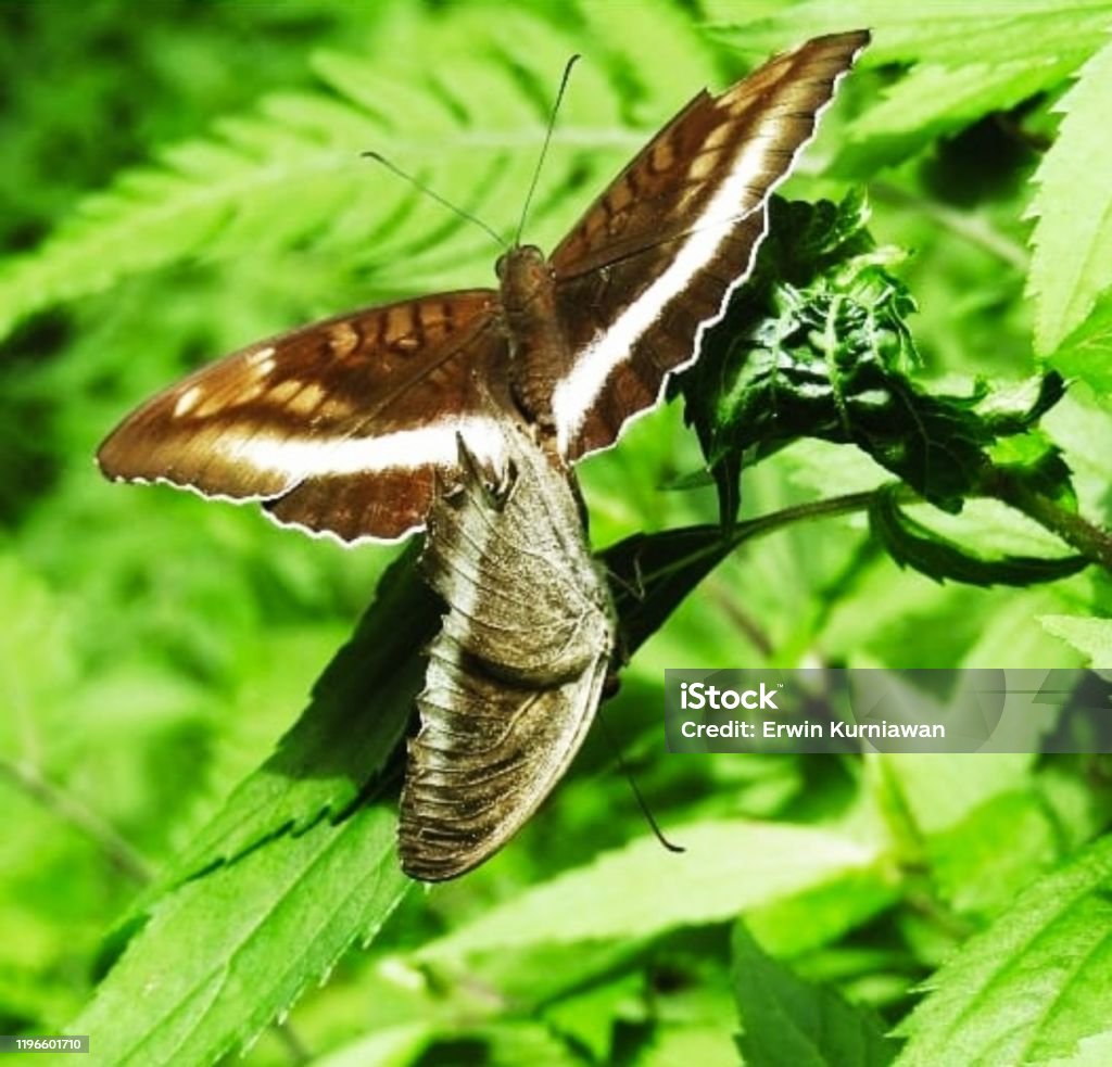 Animal/wildlife two beautiful butterflies that are stopping by the leaves. Animal Stock Photo