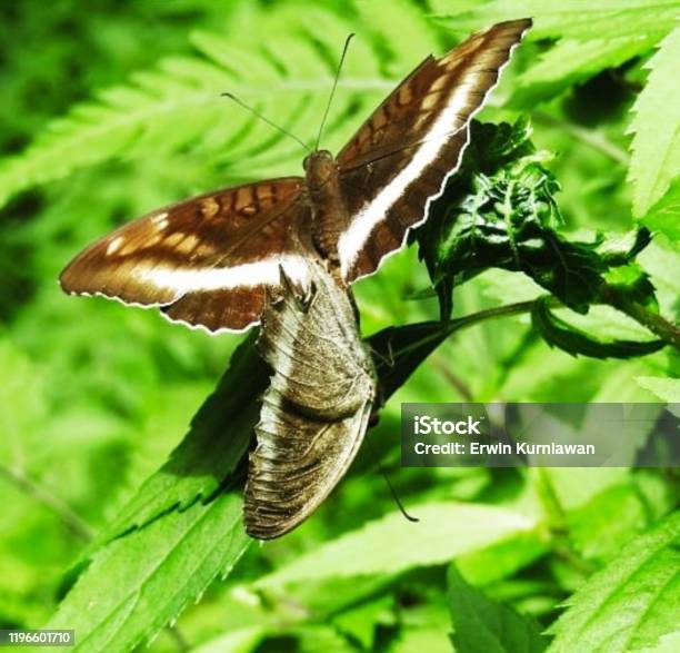 Animalwildlife Stock Photo - Download Image Now - Animal, Animal Body Part, Animal Hair