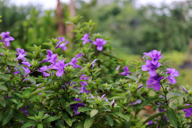 istock Firecracker Flower or Crossandra flower bed for butterflies 1196602443