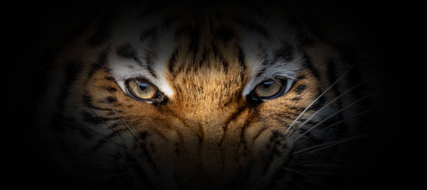 istock Tiger portrait on a black background 1196602679