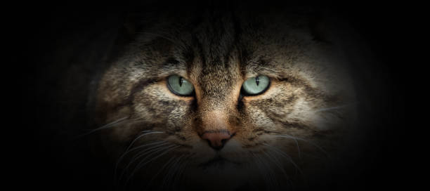 istock Wild cat portrait on a black background 1196602685
