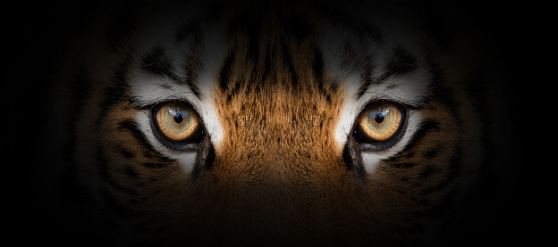 Retrato de tigre sobre un fondo negro photo