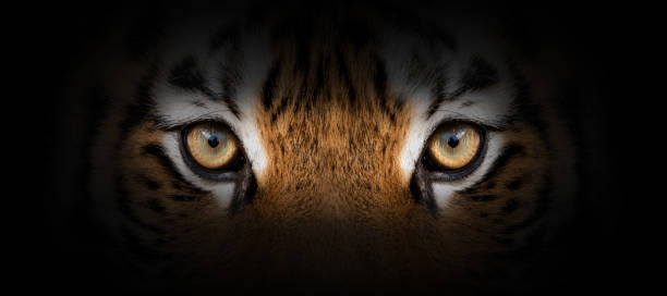 tijger portret op een zwarte achtergrond - tiger stockfoto's en -beelden