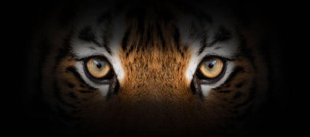 istock Tiger portrait on a black background 1196602686