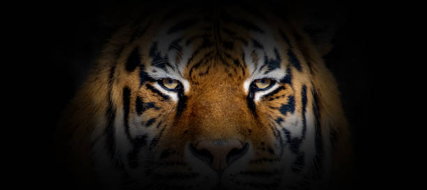 istock Tiger portrait on a black background 1196602690