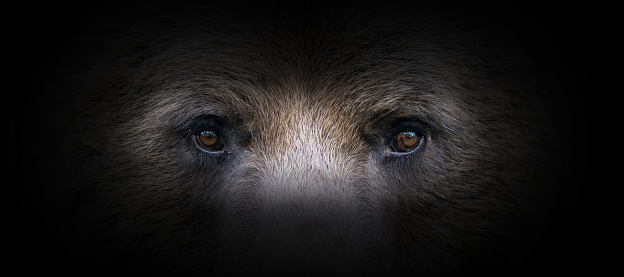 Bear portrait on a black background. View from the darkness
