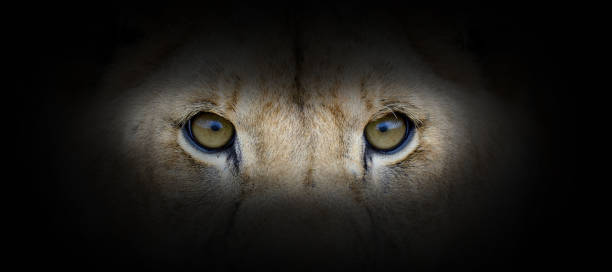 Lion portrait on a black background. View from the darkness