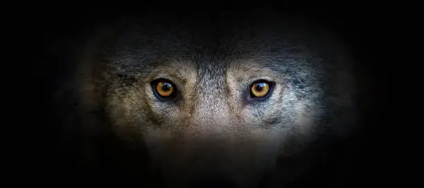 Photo of Wolf portrait on a black background