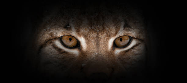 Lynx portrait on a black background Lynx portrait on a black background. View from the darkness lynx stock pictures, royalty-free photos & images