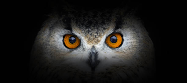 istock Owl portrait on a black background 1196602703