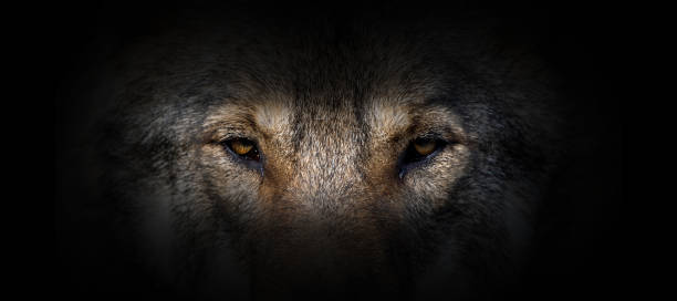istock Wolf portrait on a black background 1196602705