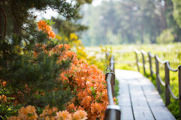 Rhododendron public park in forest in Helsinki, Finland. Beautiful flowers in bloom, wooden paths and pine trees. People walking in summer park.
