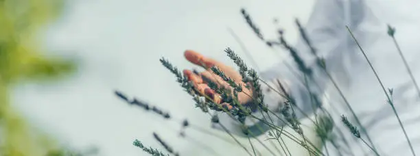 Photo of Abundance Feeling.  Mindful Middle-aged Woman Touching Lavender Flowers, Feeling Thankful