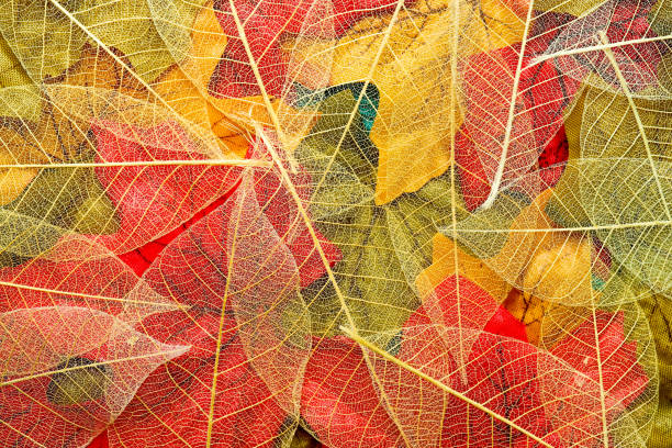 esqueletos de hojas naturales - leaf autumn macro leaf vein fotografías e imágenes de stock