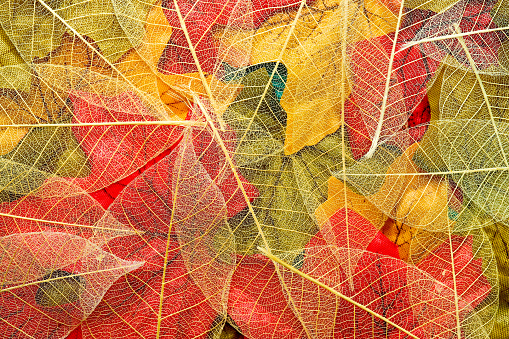 Close up of white natural leaf skeletons on red, yellow and green maple leaves to make an autumn concept background
