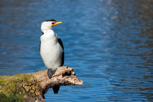 маленький баклан pied на мертвом дереве в мельбурне - crested cormorant стоковые фото и изображения