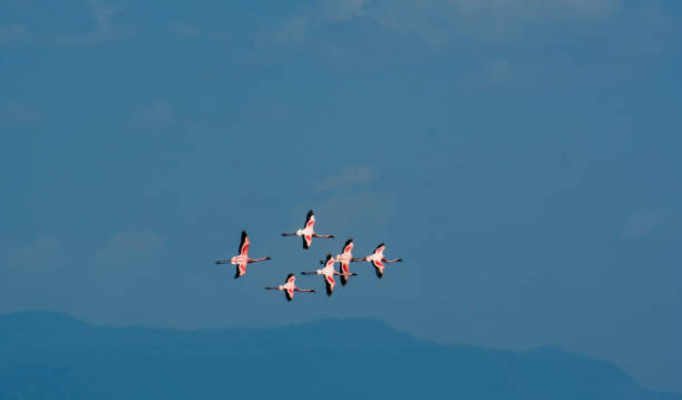 flamingos no lago manyara, tanzânia - lake manyara national park - fotografias e filmes do acervo