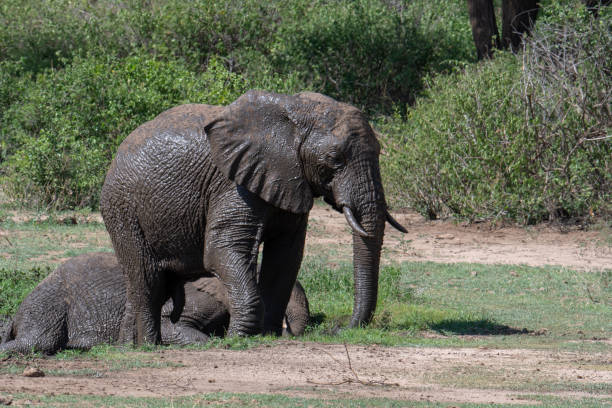 istock Elephant in Lake Manyara National Park 1196606716