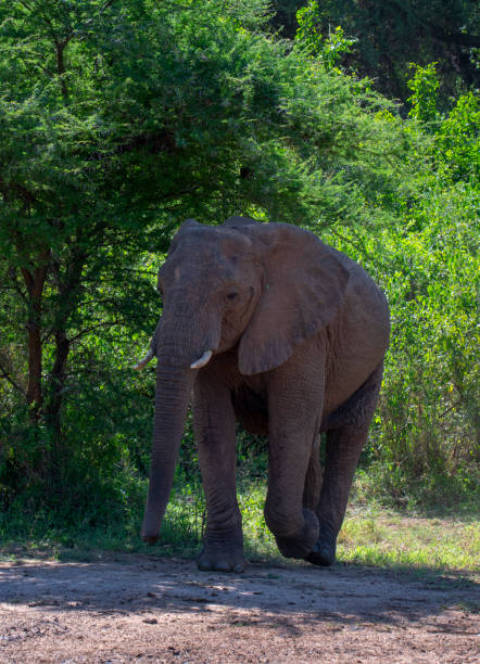 istock Elephant in Lake Manyara National Park 1196606739