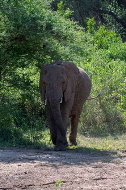 istock Elephant in Lake Manyara National Park 1196606766